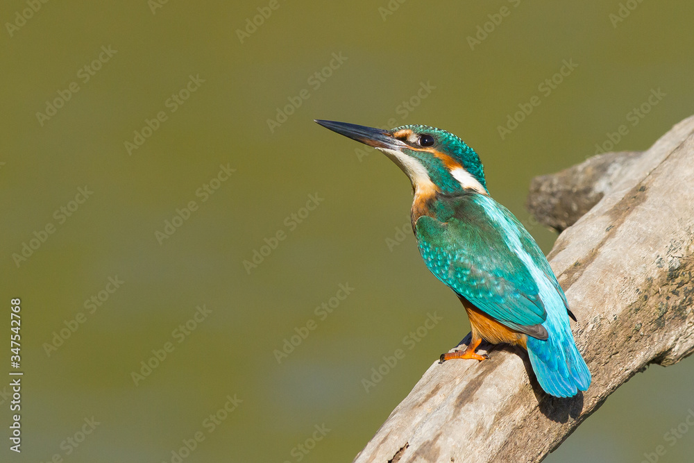 Martín pescador común ( (Alcedo atthis), posado sobre el tronco con fondo verde. Martín pescador común ( (Alcedo atthis), posado sobre el tronco con fondo verde.