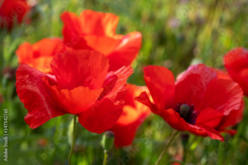 Fleurs et coquelicots des champs