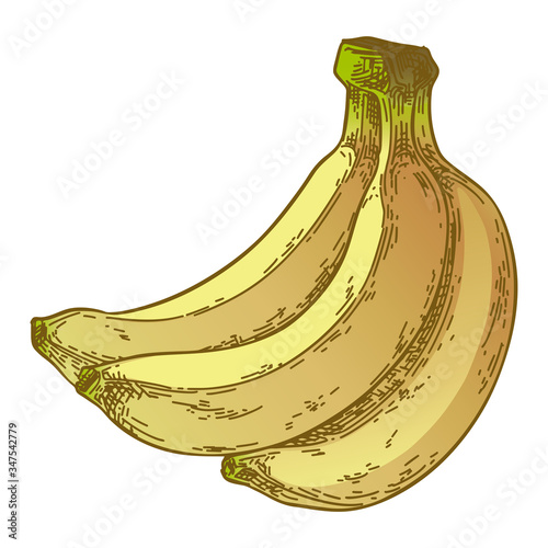 バナナのベクターイラスト素材