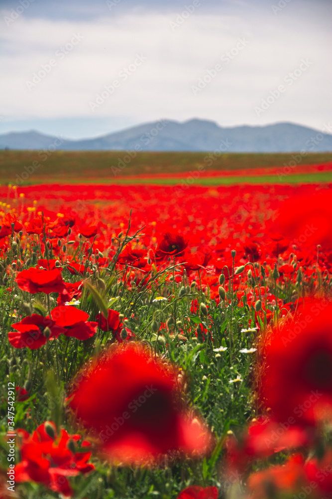 spectacular field of poppies in spring