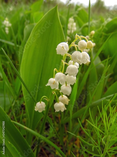 delicate lily of the valley blossomed on a green spring lawn