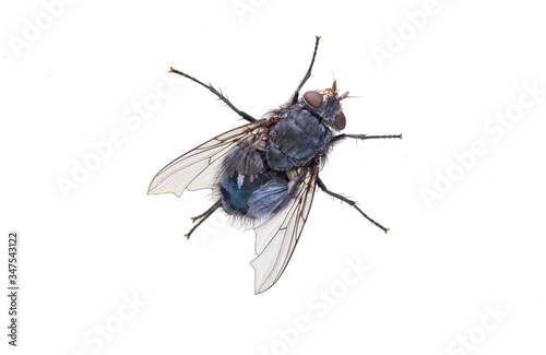 plain black fly close-up on a white background