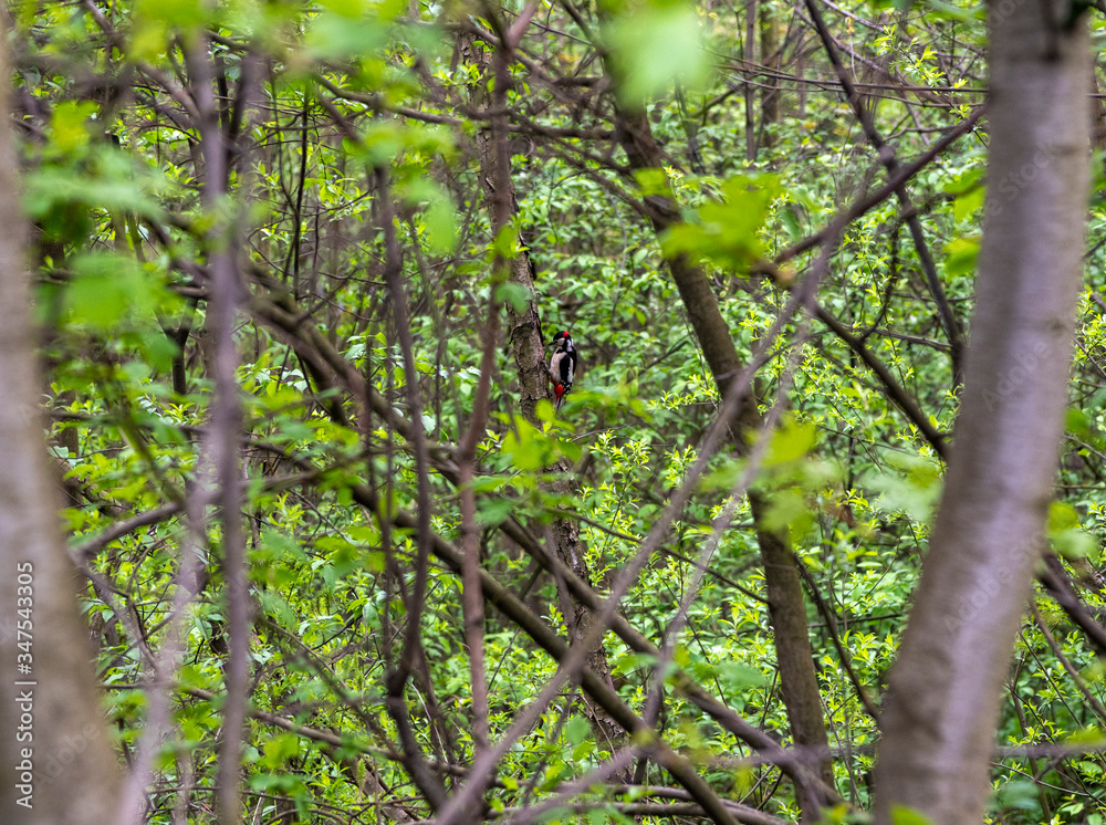 Fototapeta premium woodpecker bird flew to the feeder to peck seeds in the forest