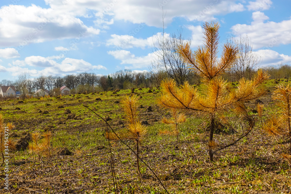 Fototapeta premium Withered small tree. Fir tree with yellow needles. Fire aftermath