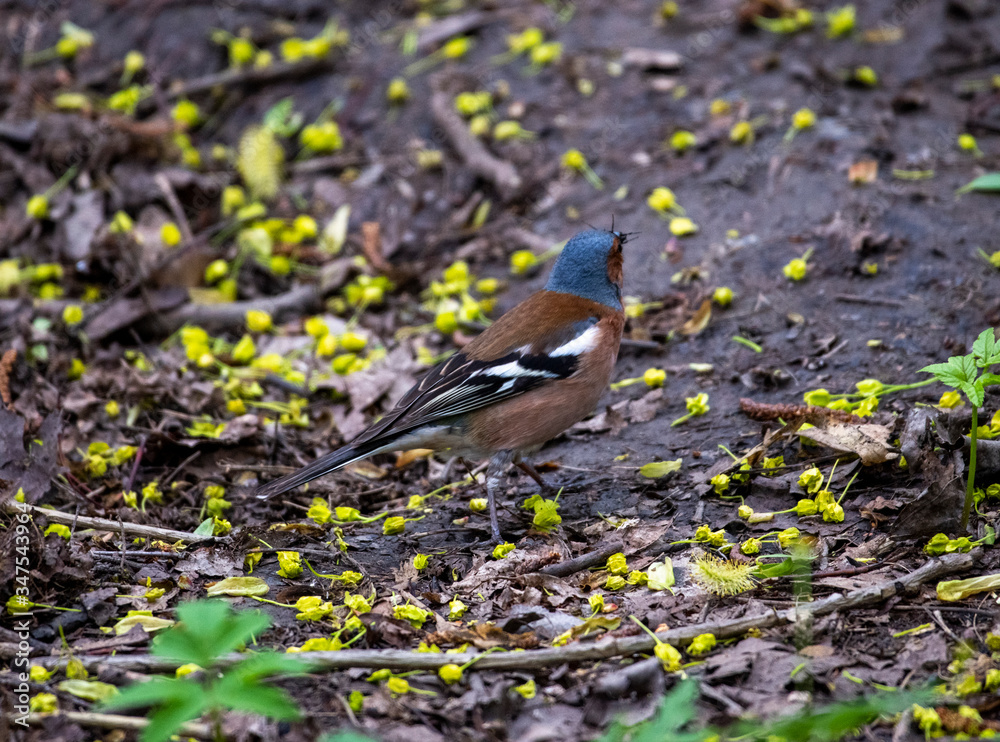 brown winged finch bird flew to the trough to peck seeds brown winged finch bird flew to the trough to peck seeds