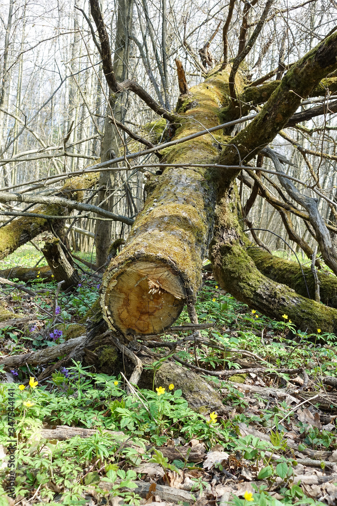 Fototapeta premium A large tree is sawn in the forest. Wood cutting.