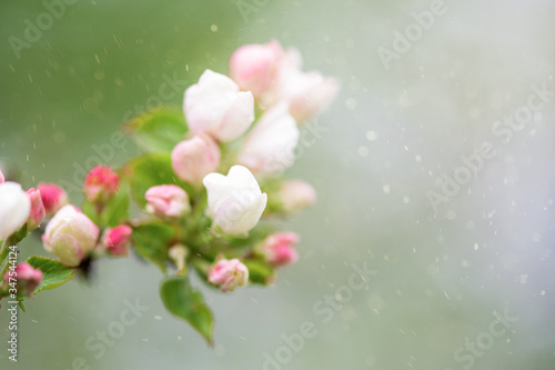 First flowers in early spring. Apple blossom. Spring season. Beautiful flowering trees in the Park. Delicate buds and petals on the Apple tree. Artistic background of nature, copy of space. Close-up