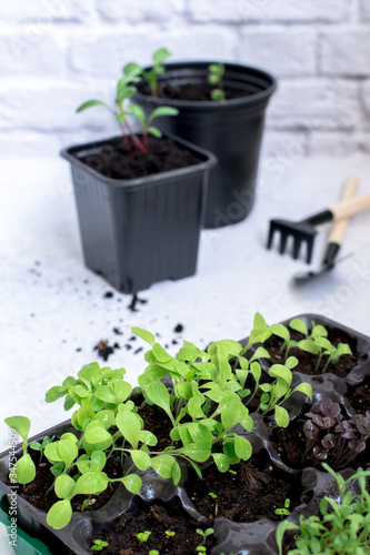 Little plant sprouts in black plastic grow box. Growing gardening hobby