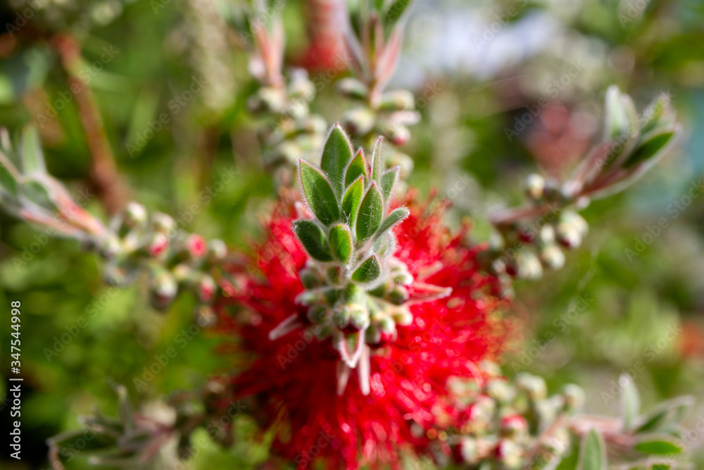 infiorescenza di callistemon rosso ramo particolare della fioritura e del bocciolo macro
