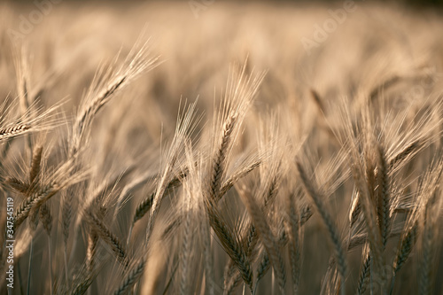 A close up of a cereal field