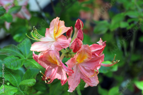 Deciduous Azalea, Rhododendron,  Apricot Color, Pink Color
