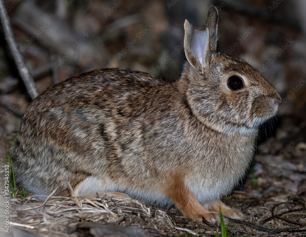 Fototapeta premium rabbit in the grass