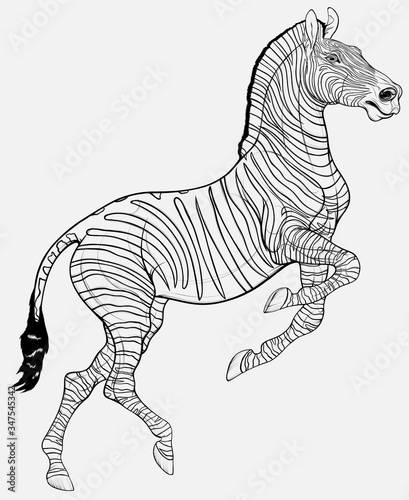 Linear black and white zebra reared and stands on one leg. Prancing striped stallion pricked up its ears and stared ahead with dilated nostrils. Emblem for african wildlife tourism.