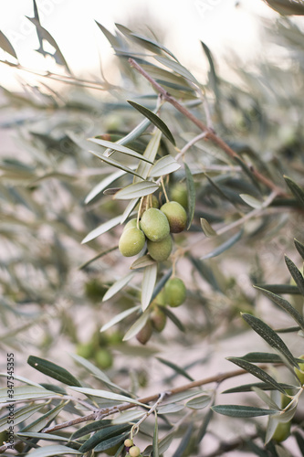 A close up of a olive tree