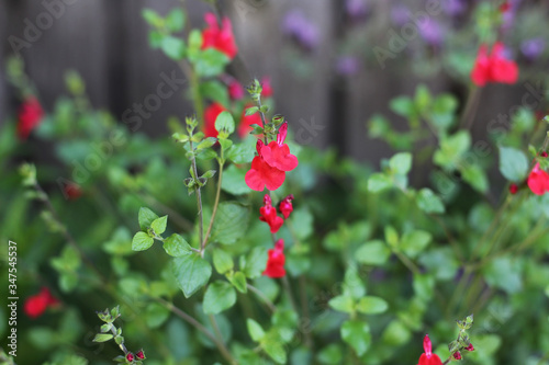 Hot Lips Salvia, Blackcurrant Sage variety, Hummingbirds love them