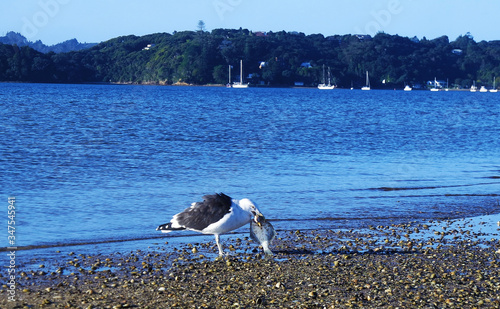 Seabird eating a fish photo