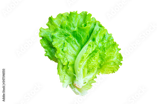 Lettuce leaves isolated on white background with clipping path.