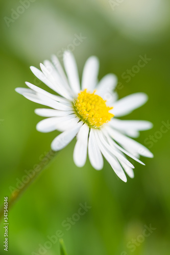 daisy flower close up in the garden