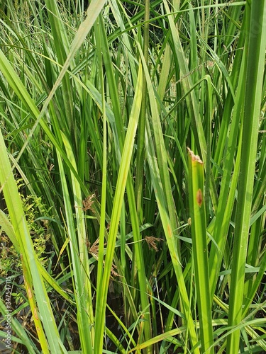 plants view