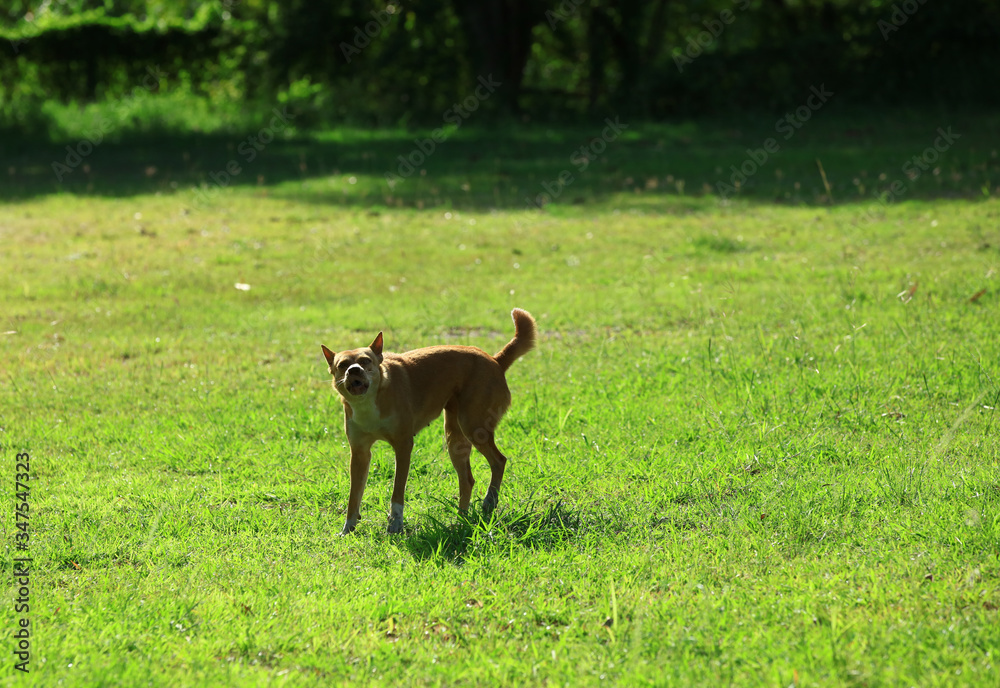 Dog barks ,Cute barking dog not aggressive on leash Dog barks ,Cute barking dog not aggressive on leash