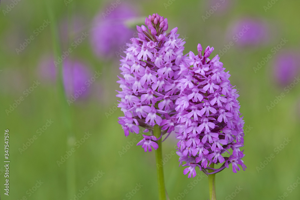 Obraz premium Orchidées