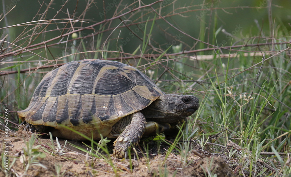 Eastern Hermann's tortoise, European terrestrial turtle, Testudo hermanni boettgeri Eastern Hermann's tortoise, European terrestrial turtle, Testudo hermanni boettgeri