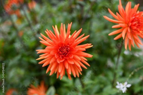 Orange aster on a green background closeup