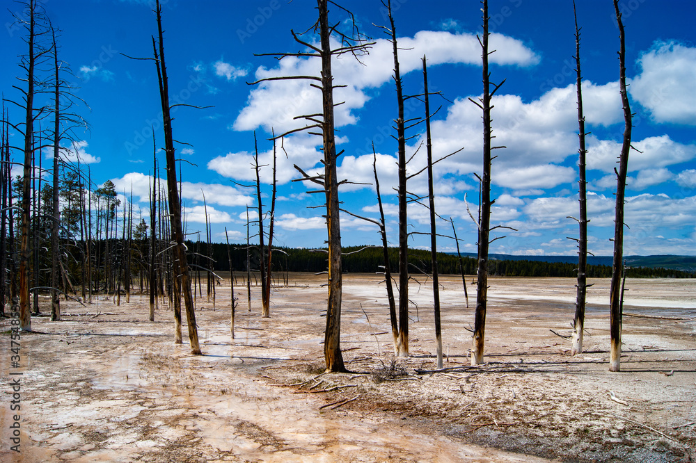 Dead Trees near a Hot Spring