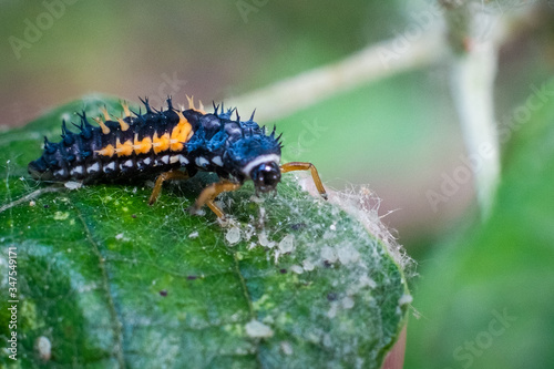 Larva of a ladybird on a leaf in spring