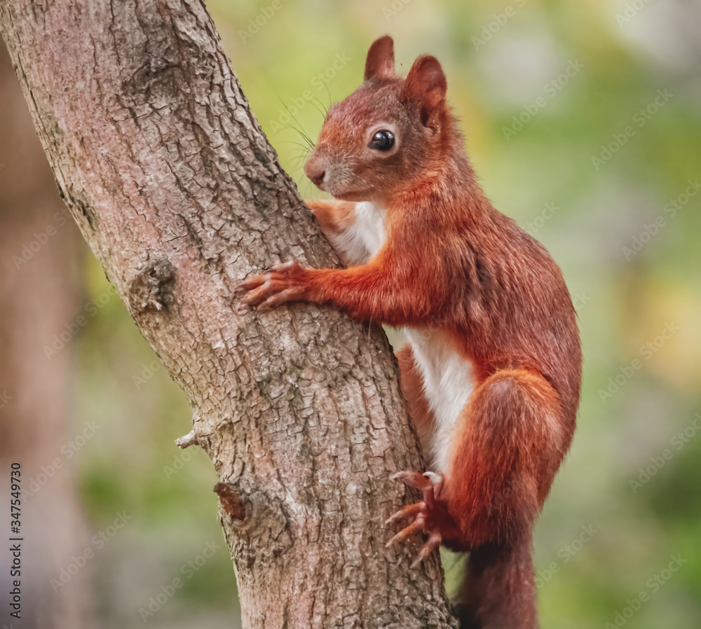 Kletterndes Eichhörnchen am Baum Kletterndes Eichhörnchen am Baum