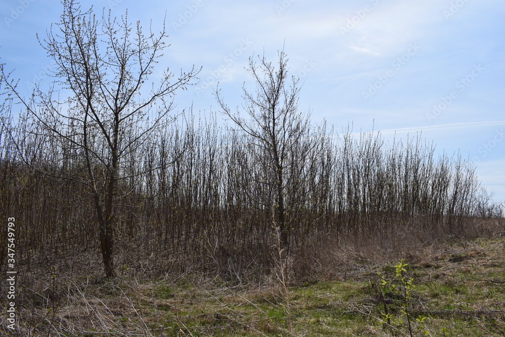Trees are young.Spring Trees are young.Spring