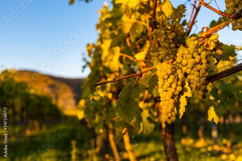 Fototapeta Naklejka Na Ścianę i Meble -  wine region Wachau at wine harvest time in Austria