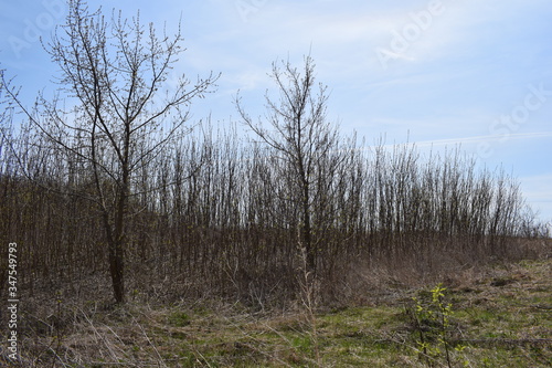 Trees are young.Spring