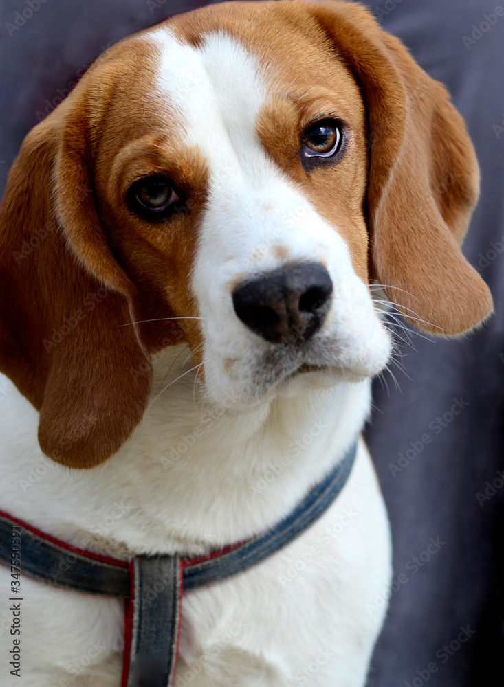 dog portrait of beagle. english beagle puppy