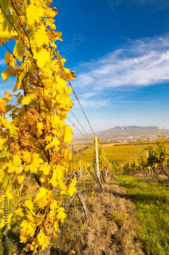 Vineyards near Dolni Dunajovice in Palava region, Southern Moravia, Czech Republic photo