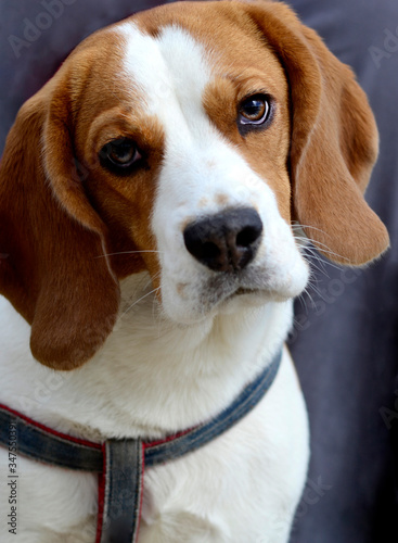 dog portrait of beagle. english beagle puppy