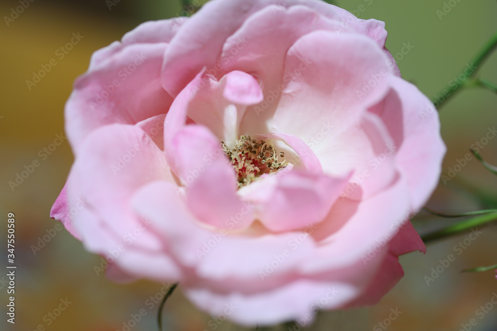 Rosa rosa in un tripudio di bellezza Rosa rosa in un tripudio di bellezza