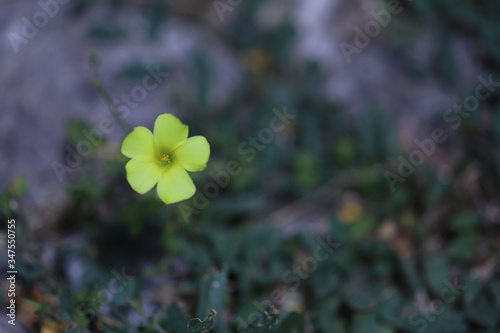 Fototapeta Naklejka Na Ścianę i Meble -  Piccolo fiore giallo in giardino