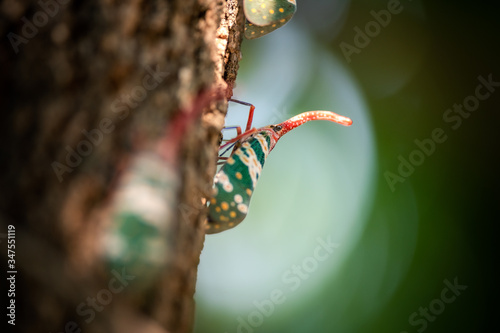 Fulgorid bug, Planthopper photo