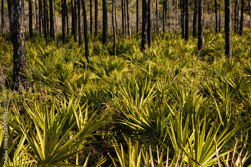 Palmettos grow thick in the openings of the longleaf pines within Topsail Hill Preserve State Park, Santa Rosa Beach, Florida in mid-April