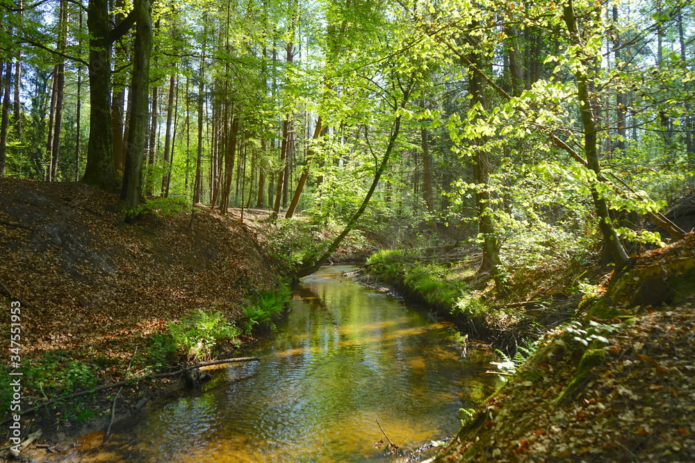 Ölbach im Holter Wald, bei Schloß Holte-Stukenbrock, Kreis Gütersloh, Ostwestfalen-Lippe