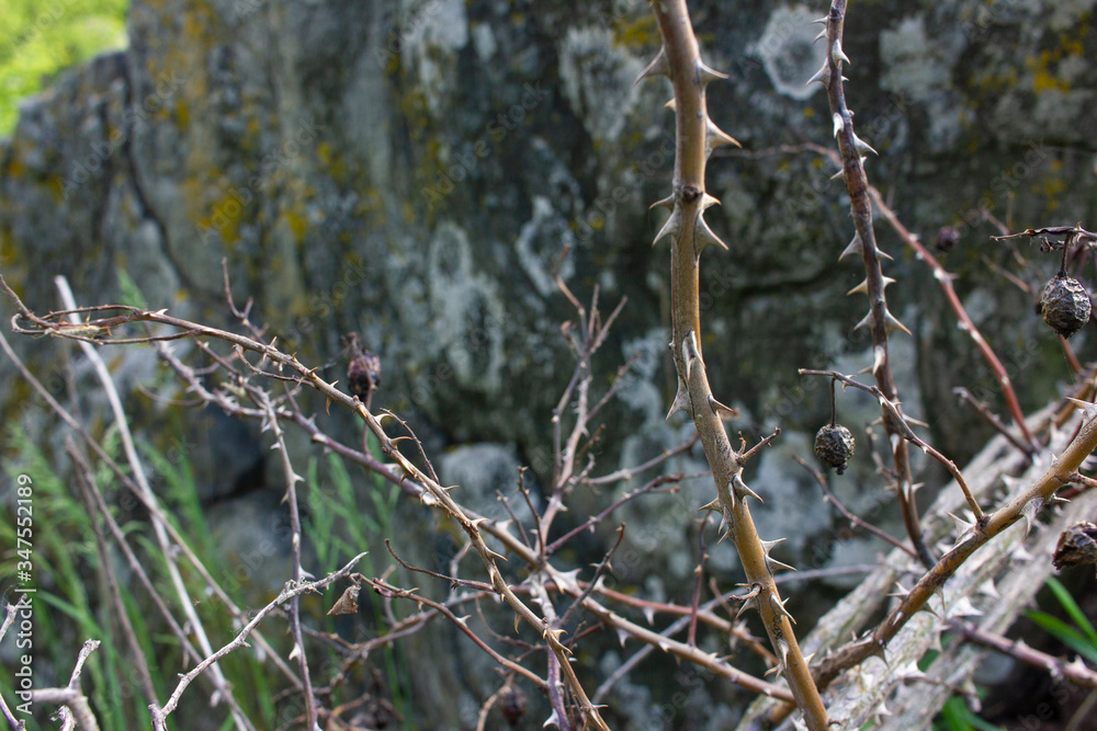 Dry branches of wild rose with thorns on old stone background Dry branches of wild rose with thorns on old stone background