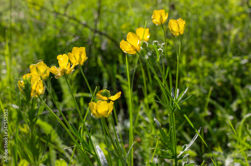 Buttercup (Ranunculus bulbosus) flowers on the meadow. Yellow wildflowers background.