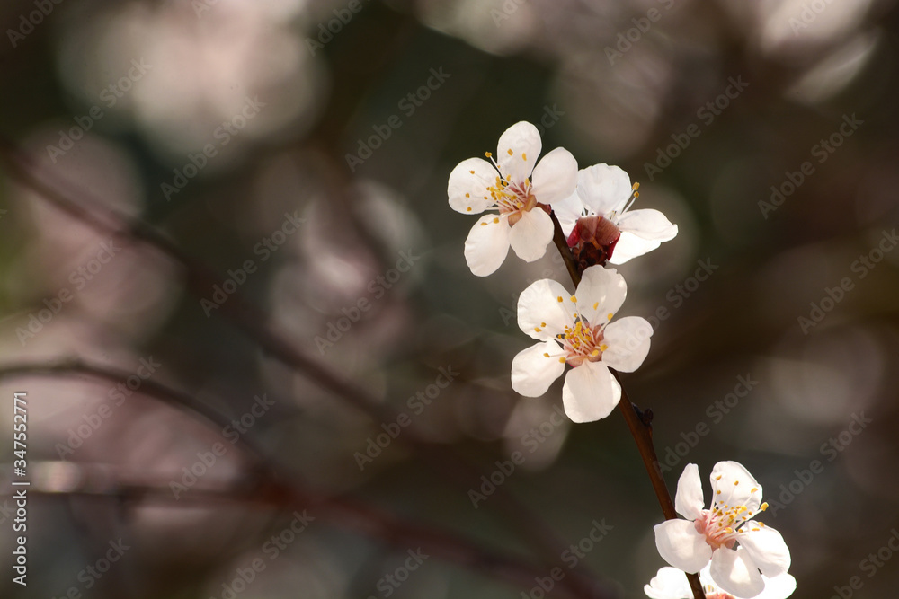 Spring flowers on the branches of an apricot tree. Warm weather. Hi spring. Background for a card with flowers. Delicate white petals. Blooming fruit trees. Blurred background. Empty space for text. Spring flowers on the branches of an apricot tree. Warm weather. Hi spring. Background for a card with flowers. Delicate white petals. Blooming fruit trees. Blurred background. Empty space for text.
