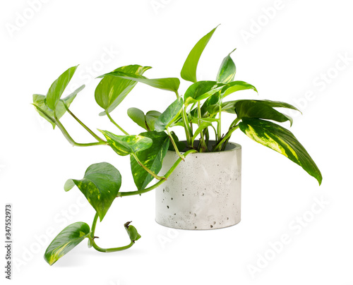 Epipremnum aureum (family Araceae) plant in pot photo
