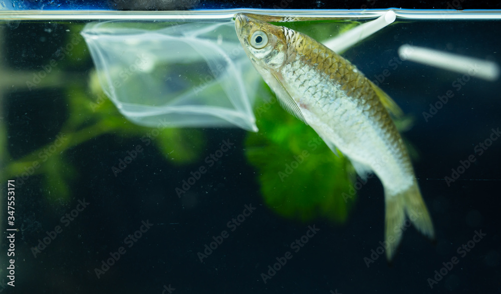 Selective focus dead fish and plastic in the waste water.Envrionmental problem.Water pollution concept. Selective focus dead fish and plastic in the waste water.Envrionmental problem.Water pollution concept.