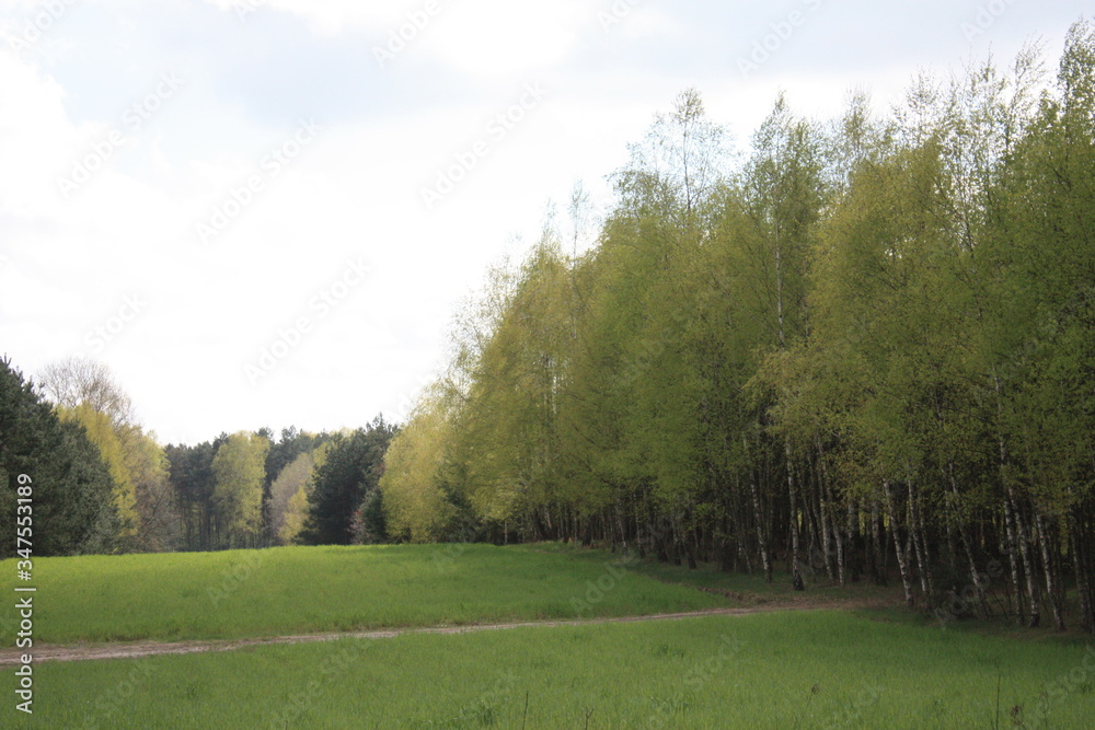 Fototapeta premium landscape