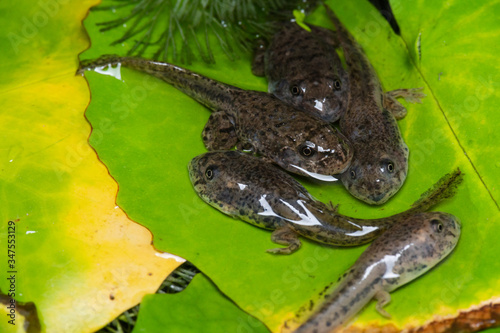 Tadpoles on green leaves lotus in the water.Small animal wildlife.Animal life cycle concept. photo