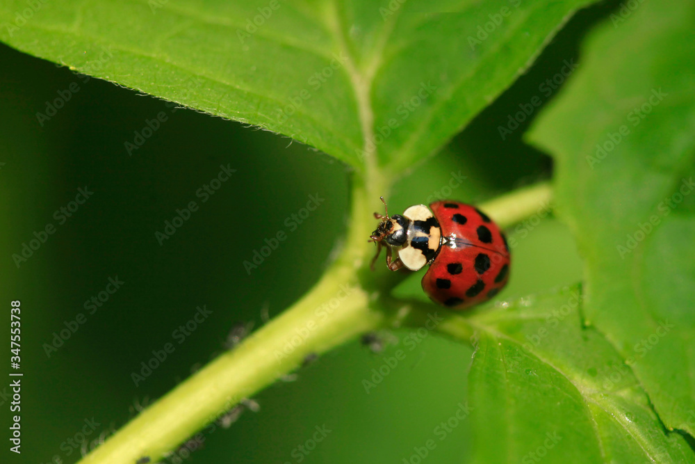 Red ladybug sitting on green leaf Red ladybug sitting on green leaf