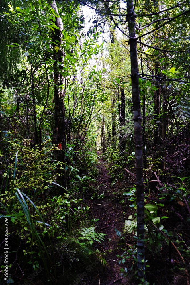 Fototapeta premium Wild vegetation in New Zealand